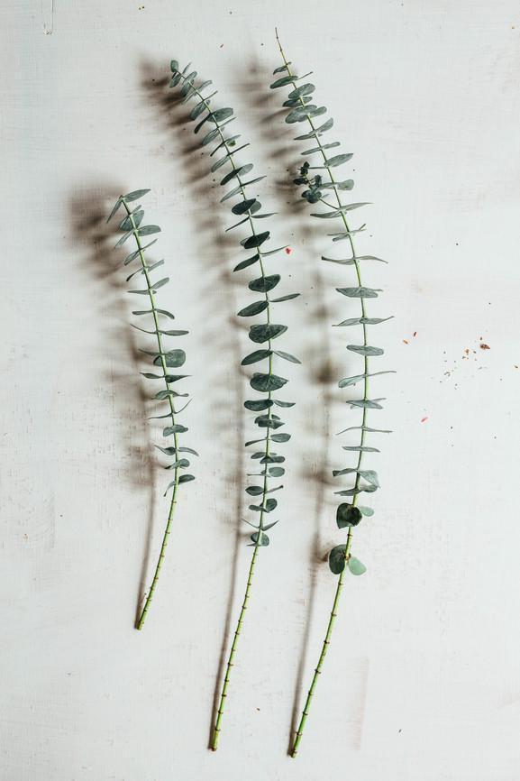 Eucalyptus: Your Rainy Weather Companion