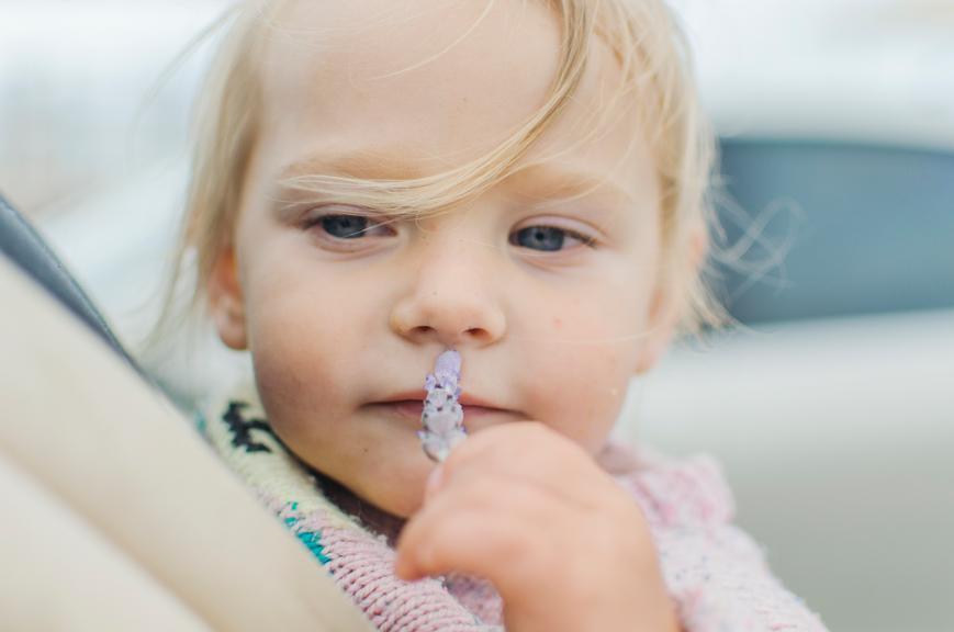 Baby-safe Essential Oils | Lavender