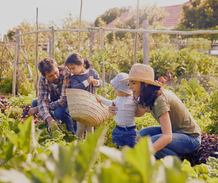 family in the garden harvesting organic vegetables