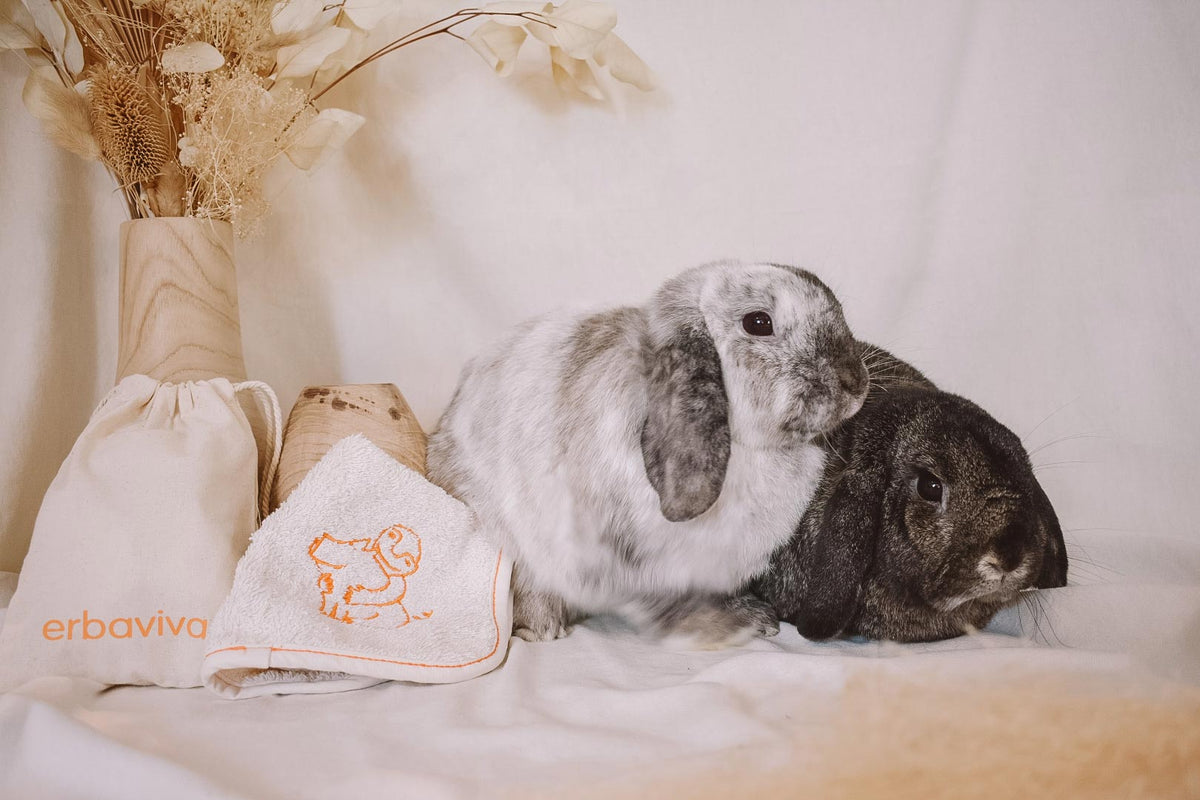 How to Live A Cruelty-Free Lifestyle
